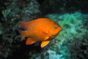 Prints of Garibaldi (Hypsypops rubicundus), juvenile, blue spot phase, California : Juvenile Garibaldi, Bright Orange Fish with Blue Spots, California