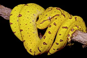Viridis Prints: Juvenile Green Tree Python (Morelia viridis)