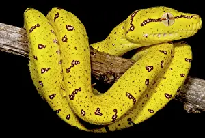 Viridis Prints: Juvenile Green Tree Python (Morelia viridis)