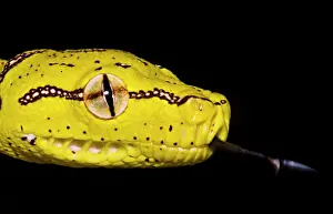 Coloration Prints: Juvenile Green Tree Python (Morelia viridis)