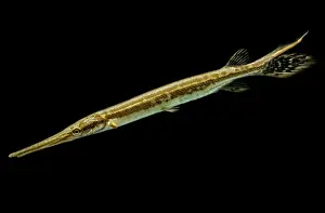 Diversity Prints: Juvenile Longnose Gar (Lepisosteus osseus)