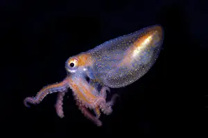 Octopodes Prints: Juvenile Octopod