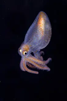 Octopodes Prints: Juvenile Octopod