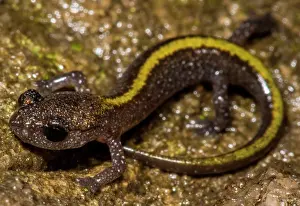 Plethodontid Prints: Juvenile Ozark Zig-zag Salamander (Plethodon angusticlavius)