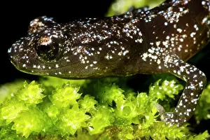 Development Prints: Juvenile Santa Cruz Black Salamander (Aneides niger)