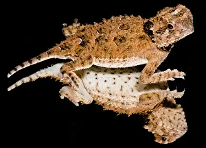 Breeding Prints: Juvenile Texas Horned Lizard (Phrynosoma cornutum)