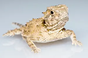 Breeding Prints: Juvenile Texas Horned Lizard (Phrynosoma cornutum)