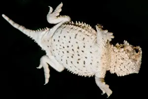 Breeding Prints: Juvenile Texas Horned Lizard (Phrynosoma cornutum)