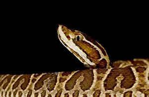 Community Prints: A Juvenile Urutu Viper