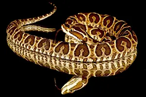 Reflecting Prints: A Juvenile Urutu Viper