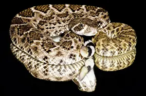 West Prints: Juvenile Western Diamondback Rattlesnake