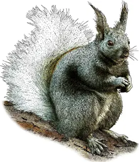 Rodent Prints: Kaibab Squirrel