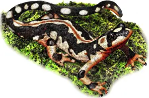 Iranian Prints: Kaisers spotted newt