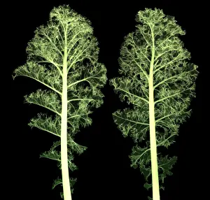 False Prints: Kale, Brassica oleracea, X-ray