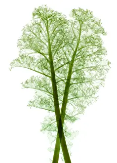 Leaf Prints: Kale, Brassica oleracea, X-ray
