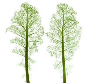 Leaf Prints: Kale, Brassica oleracea, X-ray