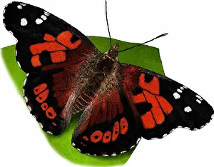 Butterfly Prints: Kamehameha Butterfly