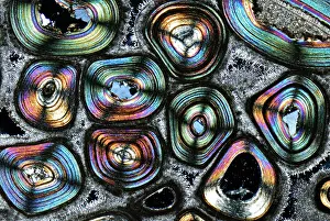 October Prints: Karlsbad Sprudelstein, light micrograph