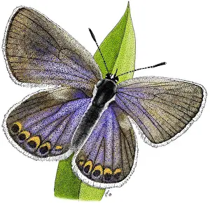 Butterfly Prints: Karner Blue Butterfly