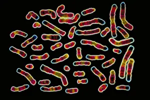 Medical Prints: Karyotype of human chromosomes