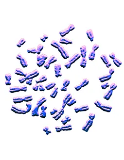 Segment Prints: Karyotype, Normal Female Chromosomes