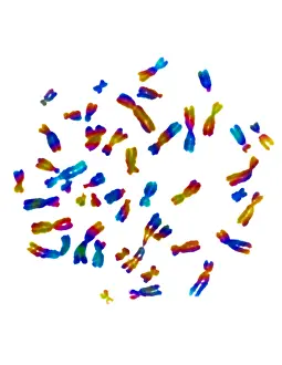 Segment Prints: Karyotype, Normal Female Chromosomes