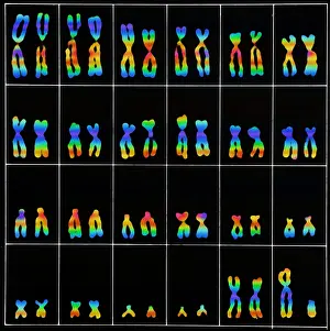Segment Prints: Karyotype, Normal Male Chromosomes