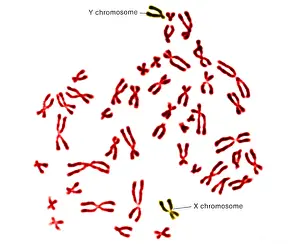 Segment Prints: Karyotype, Normal Male Chromosomes