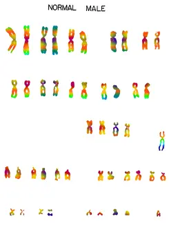 Segment Prints: Karyotype, Normal Male Chromosomes