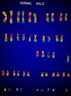 Segment Prints: Karyotype, Normal Male Chromosomes