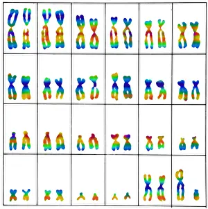 Segment Prints: Karyotype, Normal Male Chromosomes