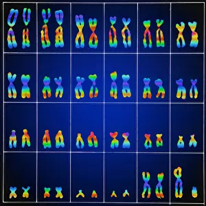 Segment Prints: Karyotype, Normal Male Chromosomes