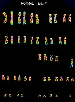 Segment Prints: Karyotype, Normal Male Chromosomes