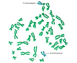 Segment Prints: Karyotype, Normal Male Chromosomes