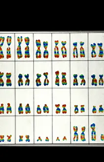 Chart Prints: Karyotype, Normal Male Chromosomes