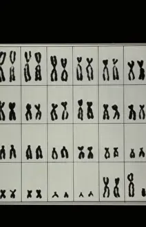 Chart Prints: Karyotype, Normal Male Chromosomes