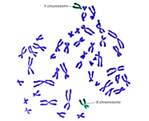 Segment Prints: Karyotype, Normal Male Chromosomes