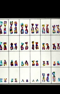 Chart Prints: Karyotype, Normal Male Chromosomes