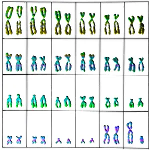 Chart Prints: Karyotype, Normal Male Chromosomes