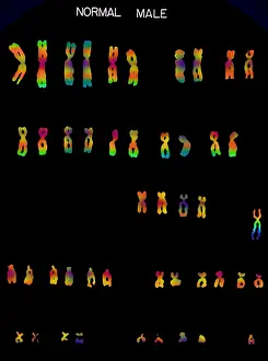 Chart Prints: Karyotype, Normal Male Chromosomes