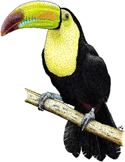 Rainbow Prints: Keel-billed Toucan