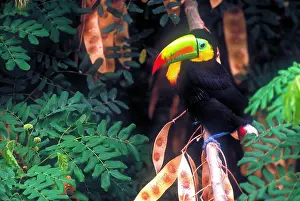 Misc 2 Prints: Keel-billed toucan