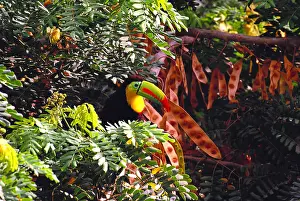Misc 2 Prints: Keel-billed Toucan