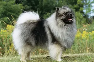 Dogs Prints: Keeshond, a Type of Spitz Dog