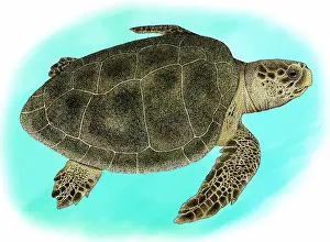 Turtle Prints: Kemp's Ridley Sea Turtle