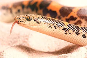 Sand Prints: Kenyan Sand Boa (Eryx Colubrinus)