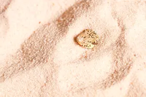 Serpentes Prints: Kenyan Sand Boa (Eryx colubrinus)