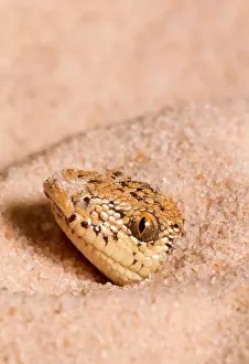 Snake Prints: Kenyan Sand Boa (Eryx colubrinus)