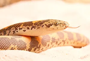 Snake Prints: Kenyan Sand Boa (Eryx Colubrinus)