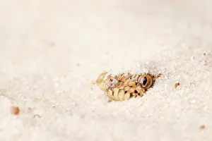 Kenyan Sand Boa Hiding in Sand